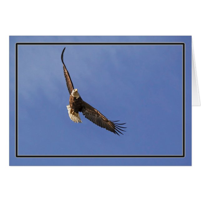 Soaring Bald Eagle Cards (Front Horizontal)