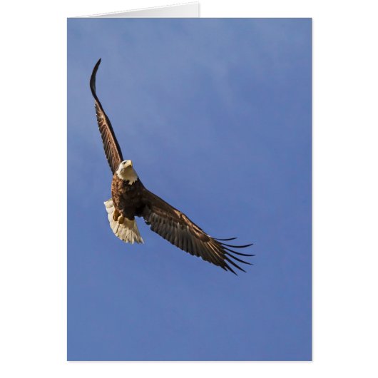 Soaring Bald Eagle Cards (Front)