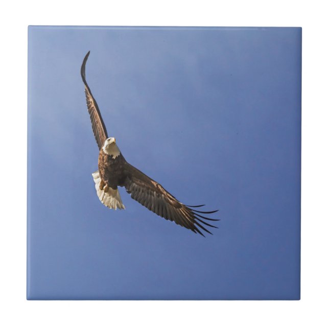 Soaring Bald Eagle Ceramic Tile (Front)