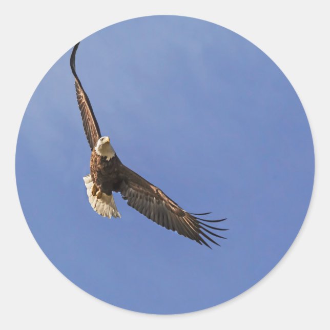 Soaring Bald Eagle Classic Round Sticker (Front)