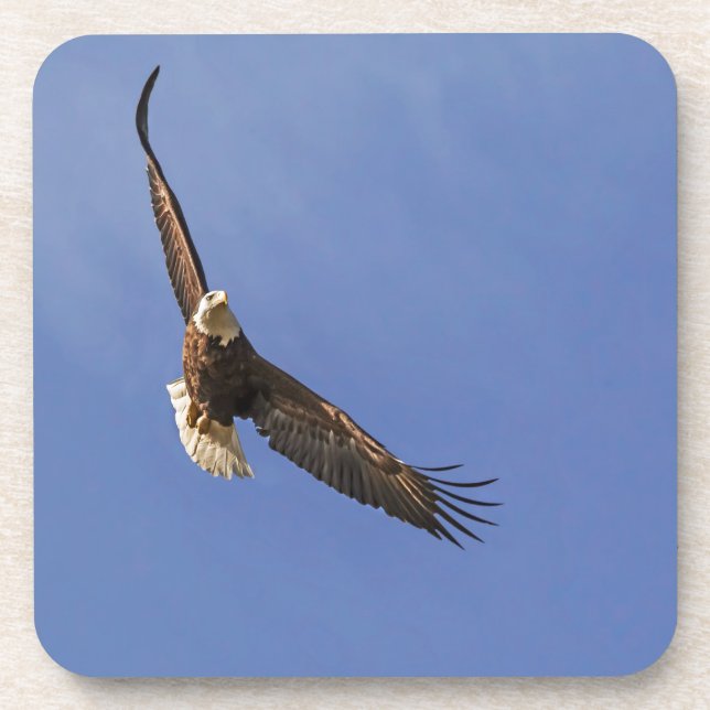 Soaring Bald Eagle Drink Coaster (Front)