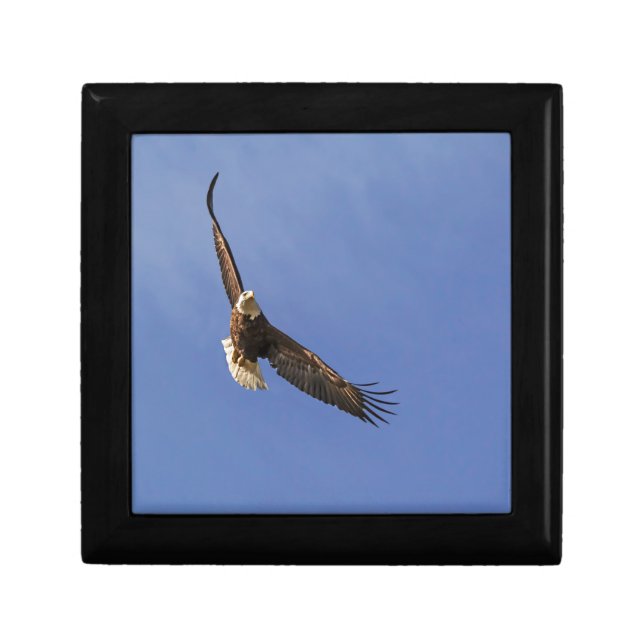 Soaring Bald Eagle Gift Box (Front)