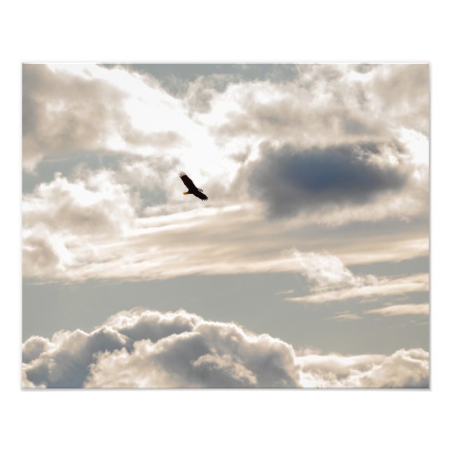 Soaring Bald Eagle Photo Print (Front)