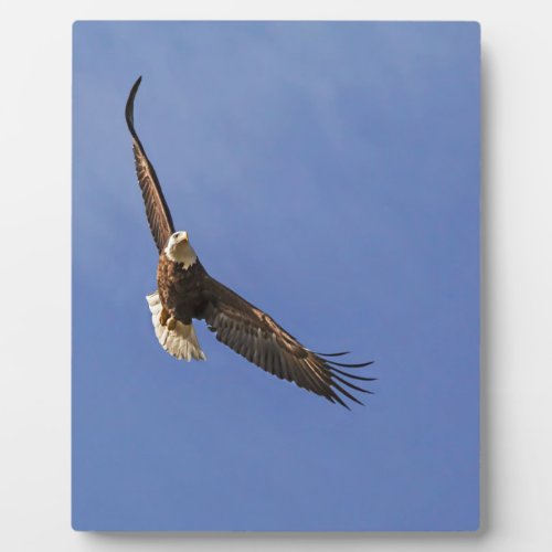 Soaring Bald Eagle Plaque