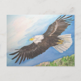 Soaring Bald Eagle Postcard