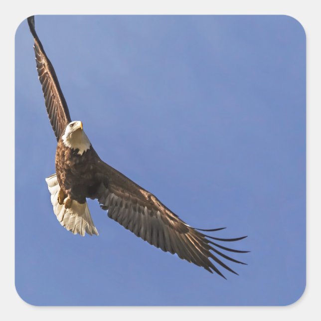 Soaring Bald Eagle Square Sticker (Front)
