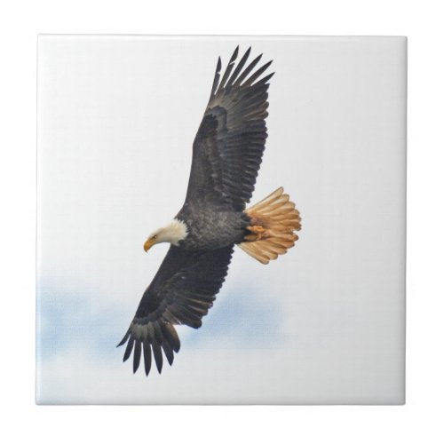 Soaring Bald Eagle Wildife Photo Art Ceramic Tile