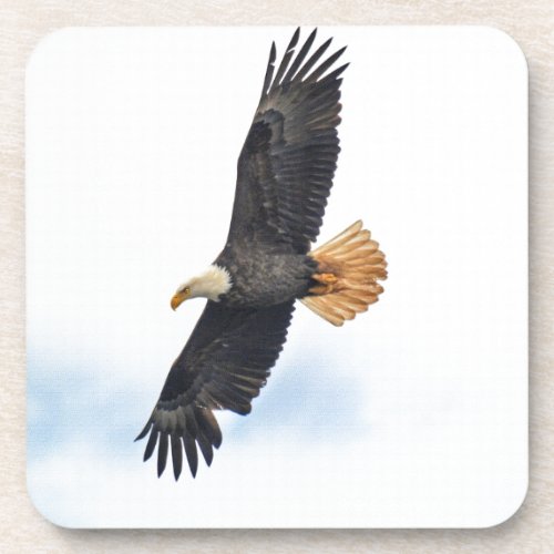 Soaring Bald Eagle Wildife Photo Art Coaster