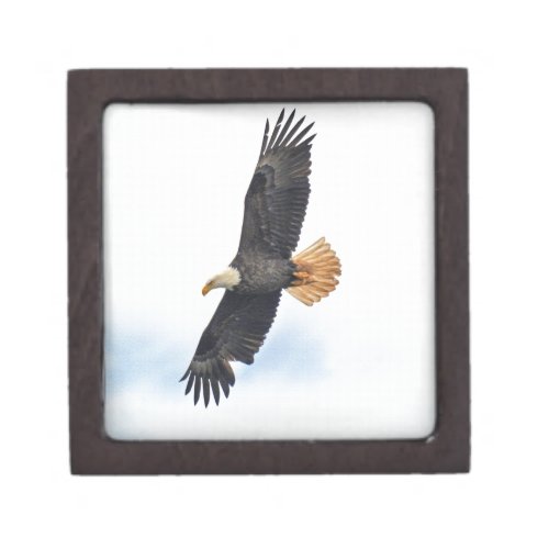 Soaring Bald Eagle Wildife Photo Art Gift Box