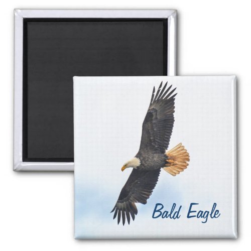 Soaring Bald Eagle Wildife Photo Art Magnet