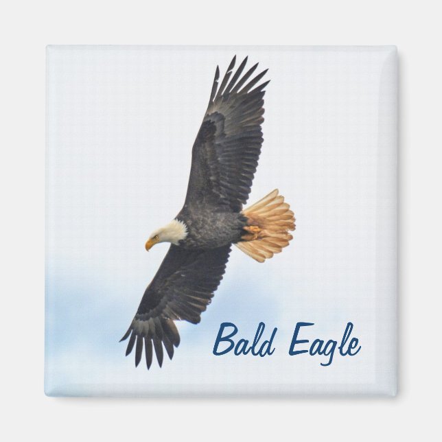 Soaring Bald Eagle Wildife Photo Art Magnet (Front)