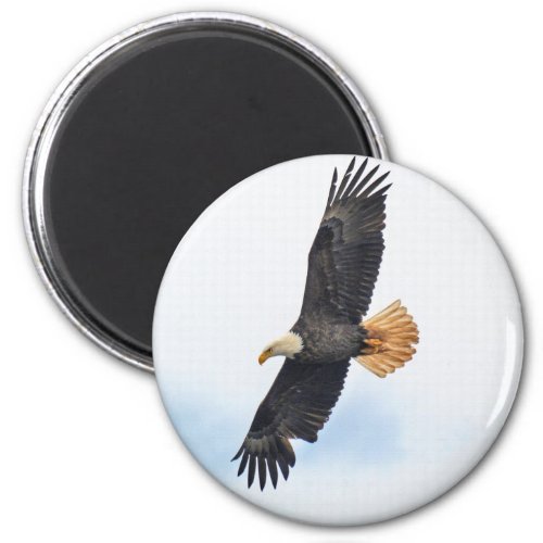 Soaring Bald Eagle Wildife Photo Art Magnet