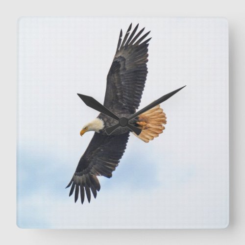 Soaring Bald Eagle Wildife Photo Art Square Wall Clock