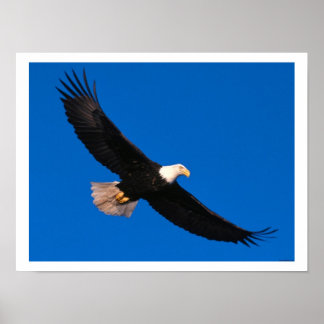 Soaring Eagle Posters | Zazzle