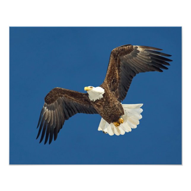 Soaring Eagle Photo Print (Front)