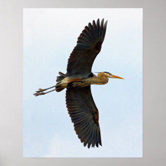 Soaring Great Blue Heron Poster
