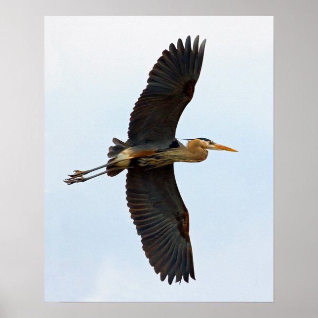 Soaring Great Blue Heron Poster (Front)