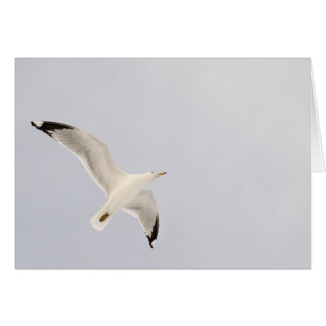 Soaring Gull Cards (Front Horizontal)