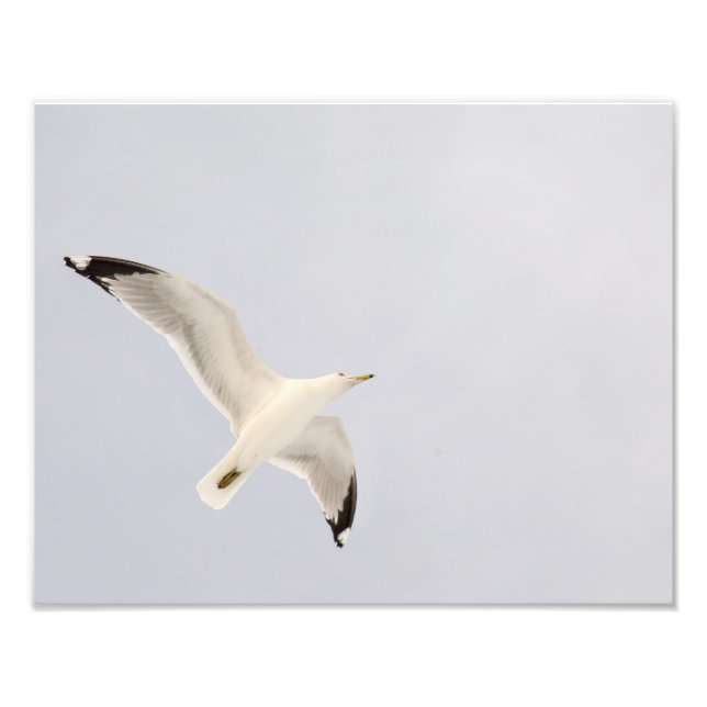 Soaring Gull Photo Print (Front)