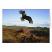 Soaring High (Front Horizontal)