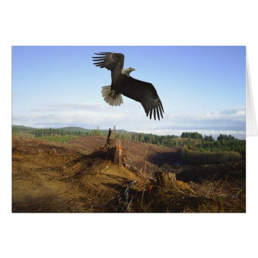 Soaring High Cards (Front Horizontal)