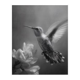 Soaring Hummingbird Black White Floral Photo Acrylic Print