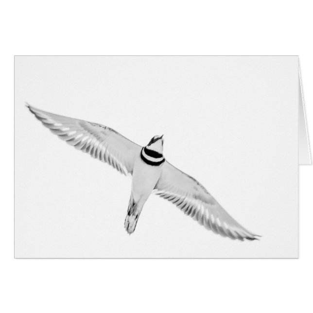 Soaring Killdeer Cards (Front Horizontal)