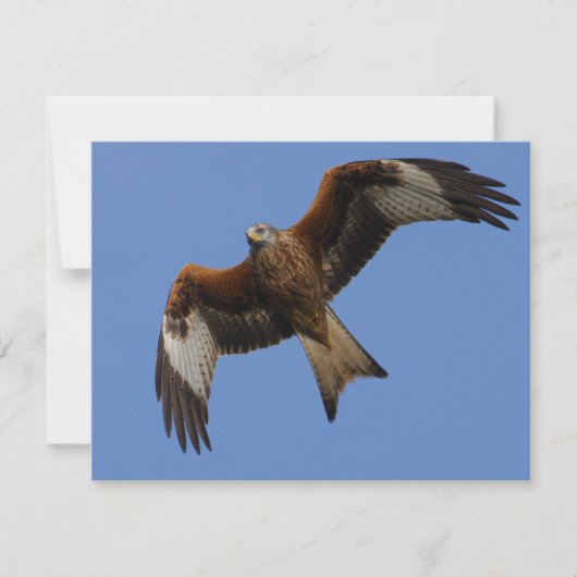 Soaring Red Kite (Front)