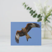 Soaring Red Kite (Standing Front)