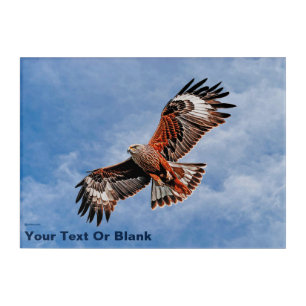 Soaring Red Kite Acrylic Print