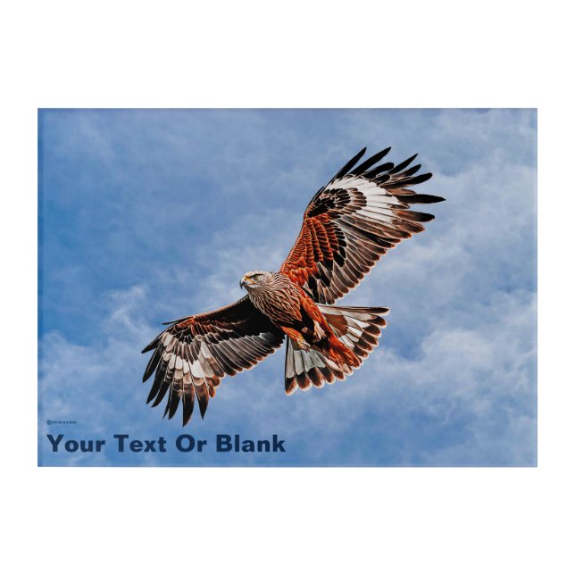 Soaring Red Kite Acrylic Print (Front)