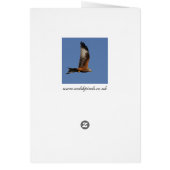Soaring Red Kite Cards (Back)
