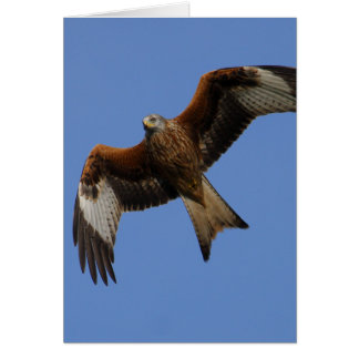 Soaring Red Kite Cards