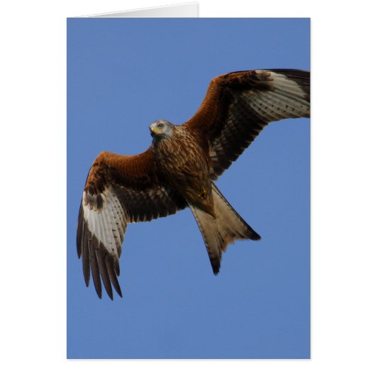 Soaring Red Kite Cards (Front)