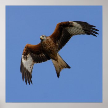 Soaring Red Kite Print by Welshpixels at Zazzle