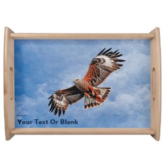 Soaring Red Kite