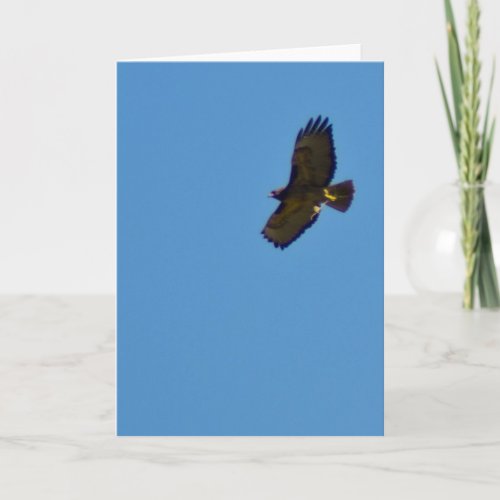 Soaring Red Tailed Hawk Card