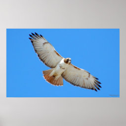 Soaring Red-Tailed Hawk Poster | Zazzle