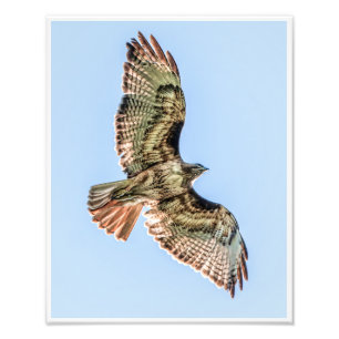 Soaring Red-Tailed Hawk – Wildlife Nature Print