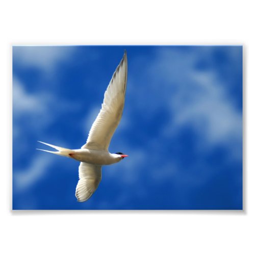 Soaring Sea Gull Photo Print