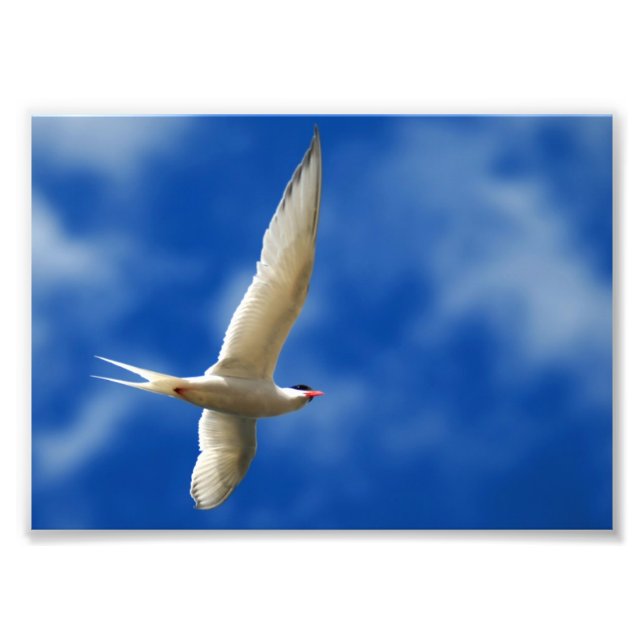 Soaring Sea Gull Photo Print (Front)