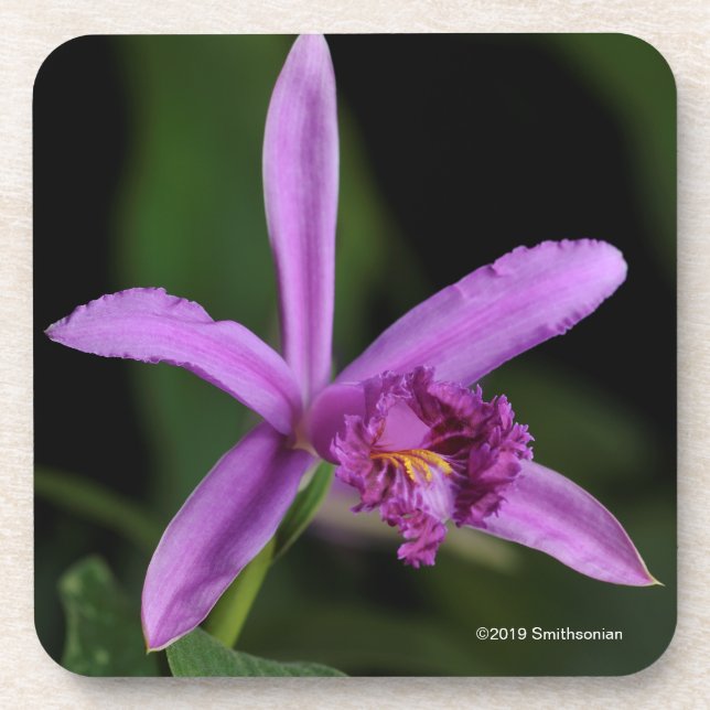 Sobralia Bouchei Beverage Coaster (Front)