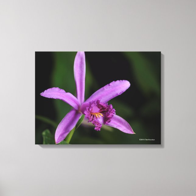 Sobralia Bouchei Canvas Print (Front)