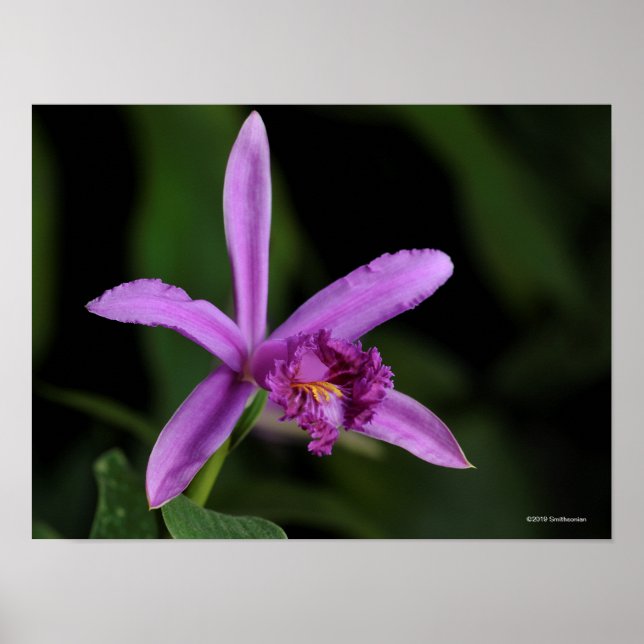 Sobralia Bouchei Poster (Front)