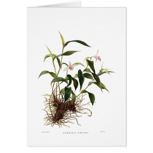 Sobralia decora cards (Front)