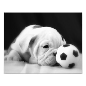 "soccer Ball Nose" English Bulldog Puppy Photo Print by time2see at Zazzle