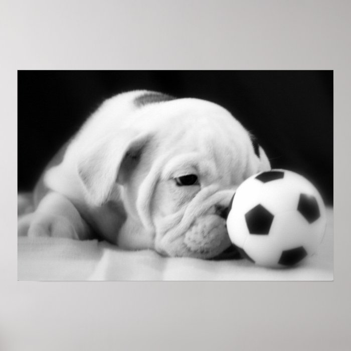 "Soccer Ball Nose" English Bulldog Puppy Print