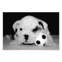 "Soccer Puppy" English Bulldog