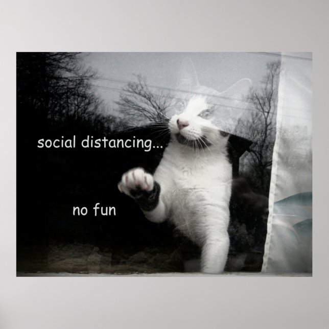 Social Distancing Kitten Poster (Front)