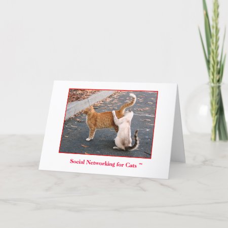 Social Networking For Cats Blank Inside Card